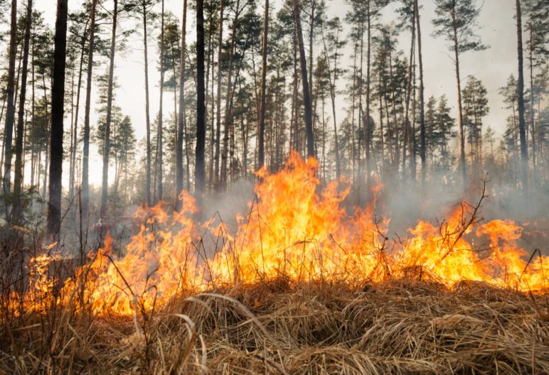 Wildfire burning dry grass and pine trees.