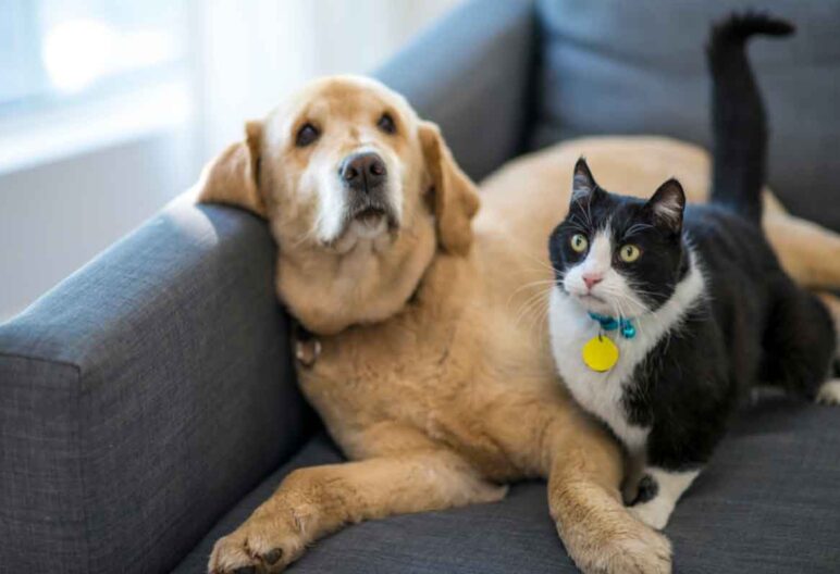 A cat and dog cuddled together on a couch